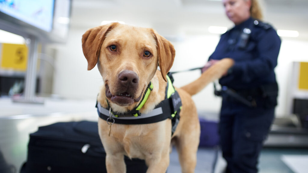 A border Force Officer with a border Force dog