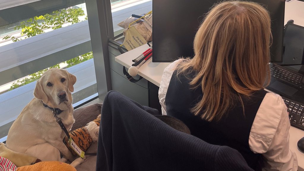 Nikki the labrador guiding Jo-Ann through the ground floor of the Home Office.